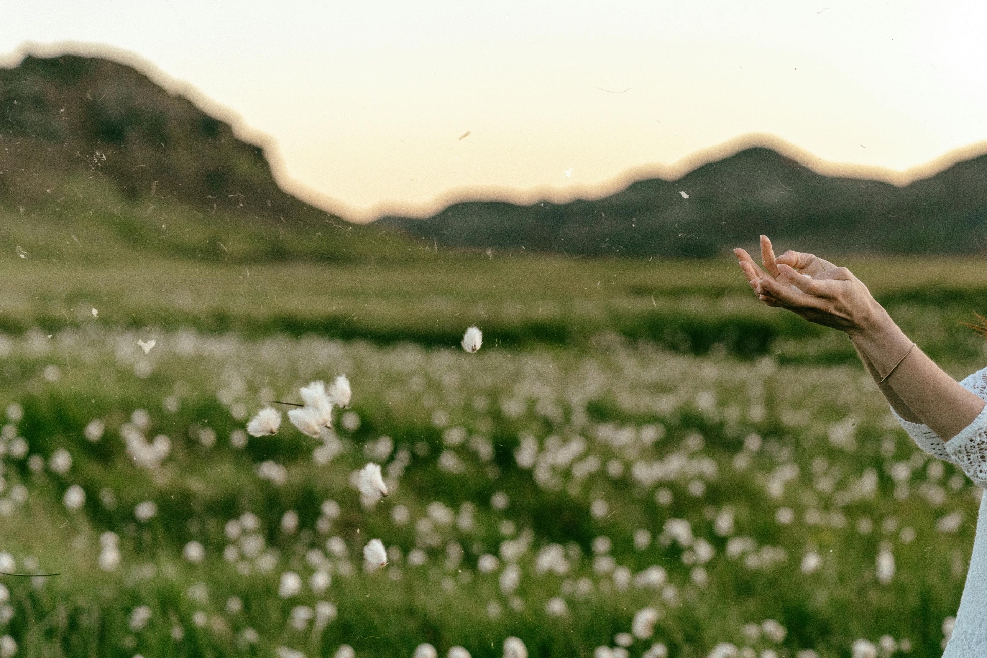 Soft pastel film photo of hands in a wildflower meadow